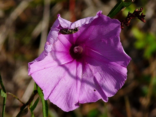 {Ipomoea sagittata}
